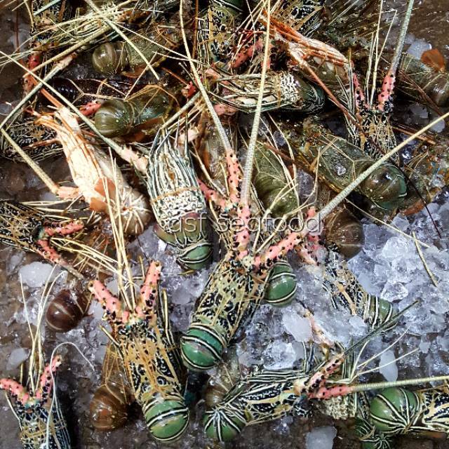 Jual Lobster Laut 1kg Isi 3 Ekor 300gr 500gr Shopee Indonesia