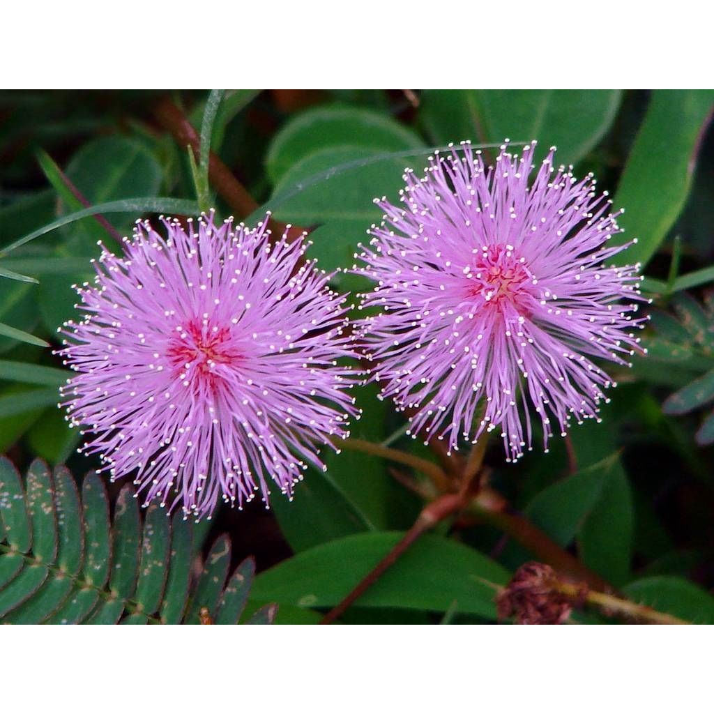 Jual Mimosa Pudica Putri Malu Biji Benih Bibit Biji Tanaman Bunga