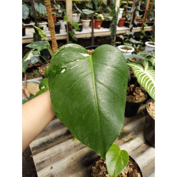 Jual Monstera Variegata White Tiger Shopee Indonesia