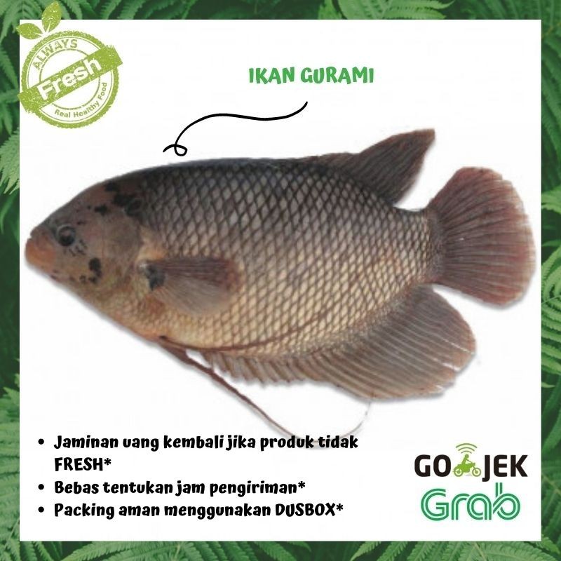 Jual Ikan Gurami Segar Fresh Kg Shopee Indonesia