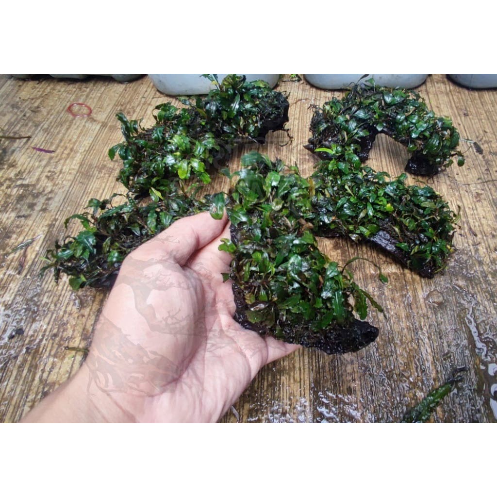 Jual Tanaman Aquascape Bucephalandra Buce Media Kayu Rentek