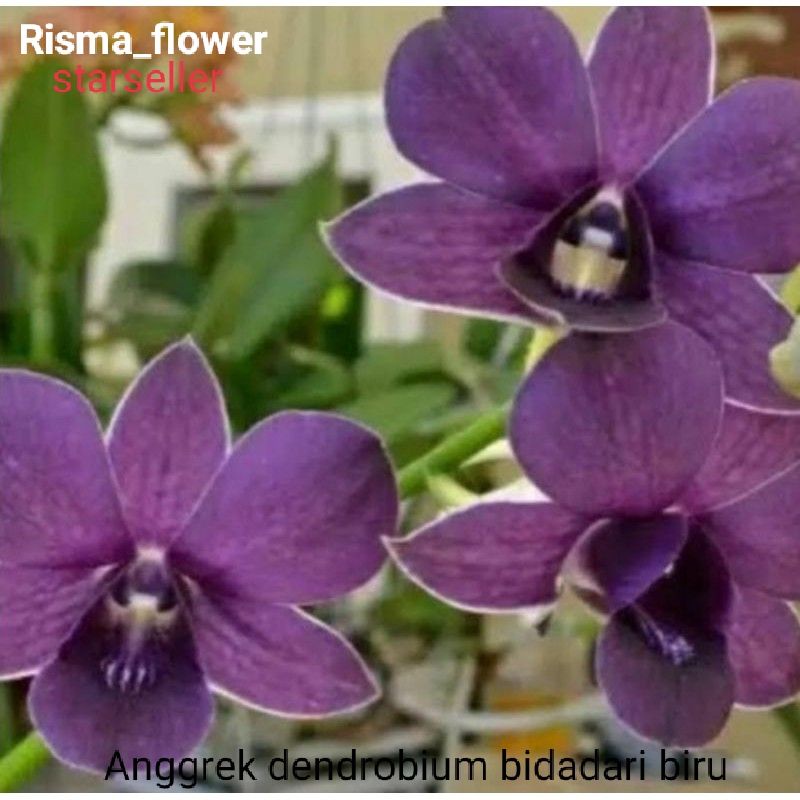 Jual ANGGREK DENDROBIUM DEWASA BIDADARI BIRU SUDAH SPIKE TANAMAN HIAS