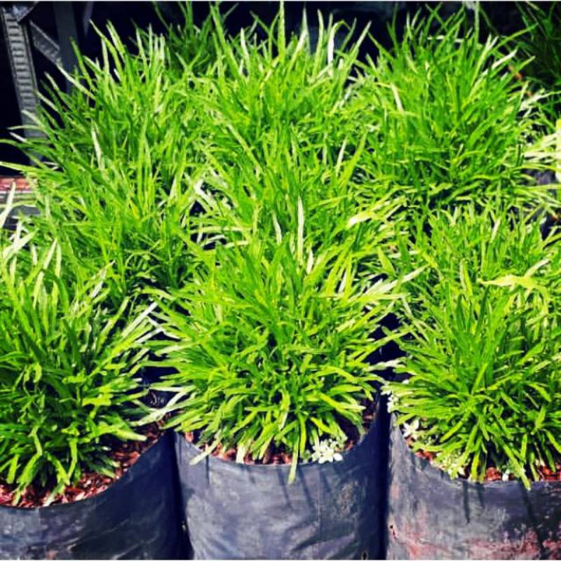 Jual Tanaman Hias Hemigraphis Repanda Green Shopee Indonesia