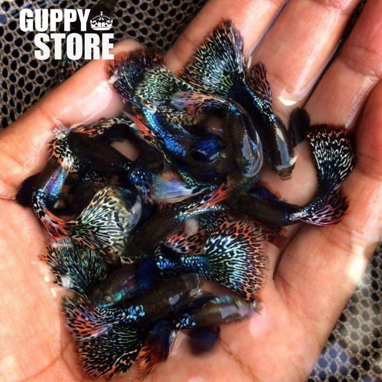 Jual Ready Paket Murah Guppy Dragon Ekor Paket Termurah Ikan Hias