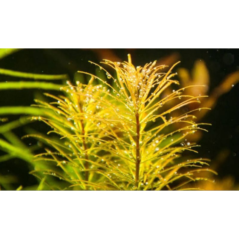 Jual Rotala Sp Vietnam Tanaman Air Aquascape Plant Shopee Indonesia