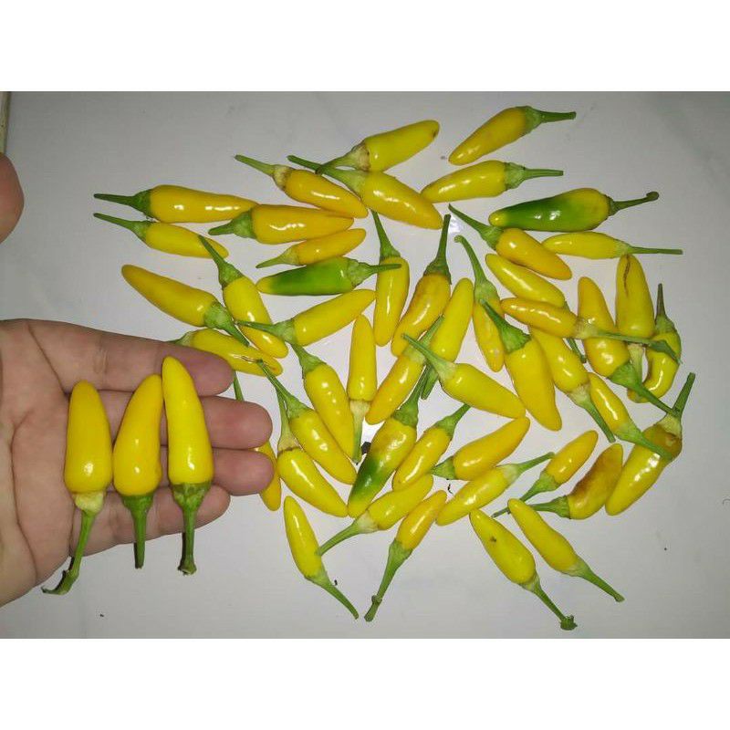 Jual Benih Biji Cabe Cabai CARNIVAL YELLOW Hias Unik Bisa Dikonsumsi