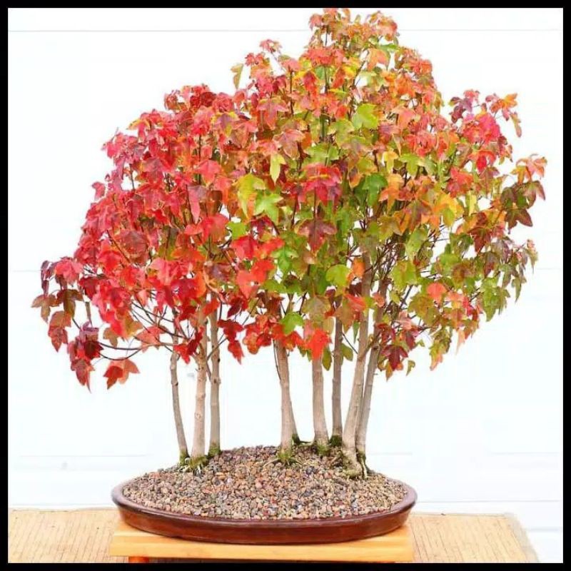 Jual Benih Bibit Biji Pohon Bonsai Mini Langka Fuji Wisteria Maple