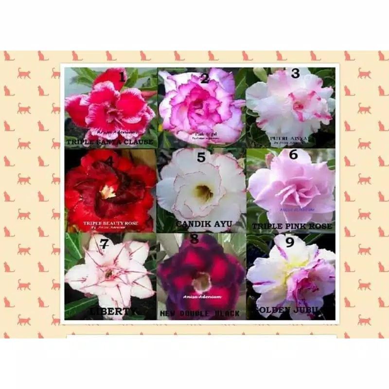 Jual PROMO PAKET 9 ADENIUM BUNGA TUMPUK HASIL GRAFTING BIBIT