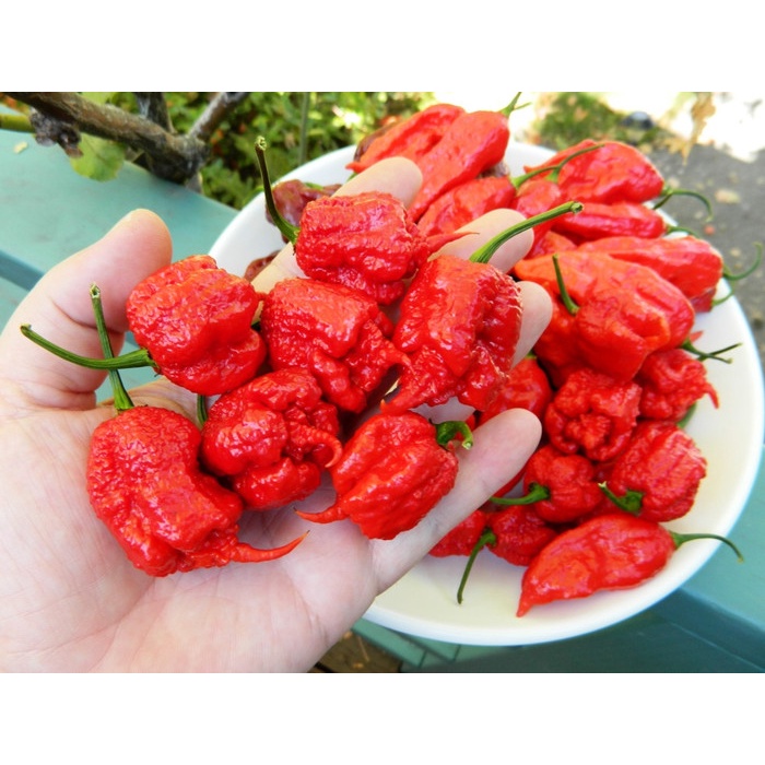 Jual Bibit Benih Seeds Cabe Carolina Reaper Hot Pepper Cabe Pedas