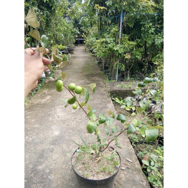 Jual S Le Berbuah Tanaman Futsa Bibit Apel India Shopee Indonesia