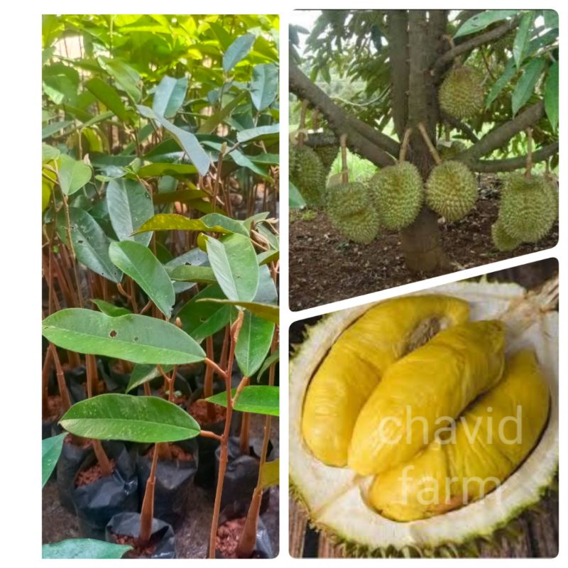 Jual Bibit Durian Duren Musangking Tanaman Buah Perkebunan Shopee