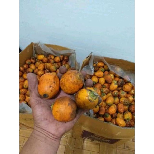 Jual Buah Pinang Tua Matang Dipohon 1 Kg Buah Piang Jambe Tua Asli