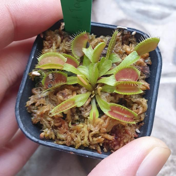 Jual Tanaman Pemakan Serangga Venus Flytrap Giant Traps 4 5cm Shopee