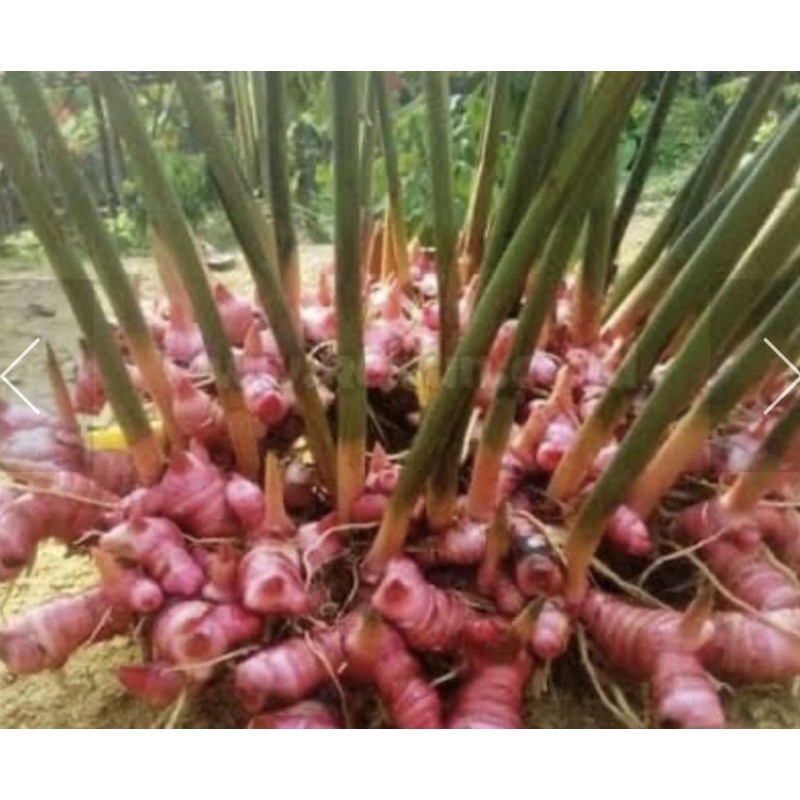 Jual LENGKUAS MERAH SEGAR 1kg Shopee Indonesia