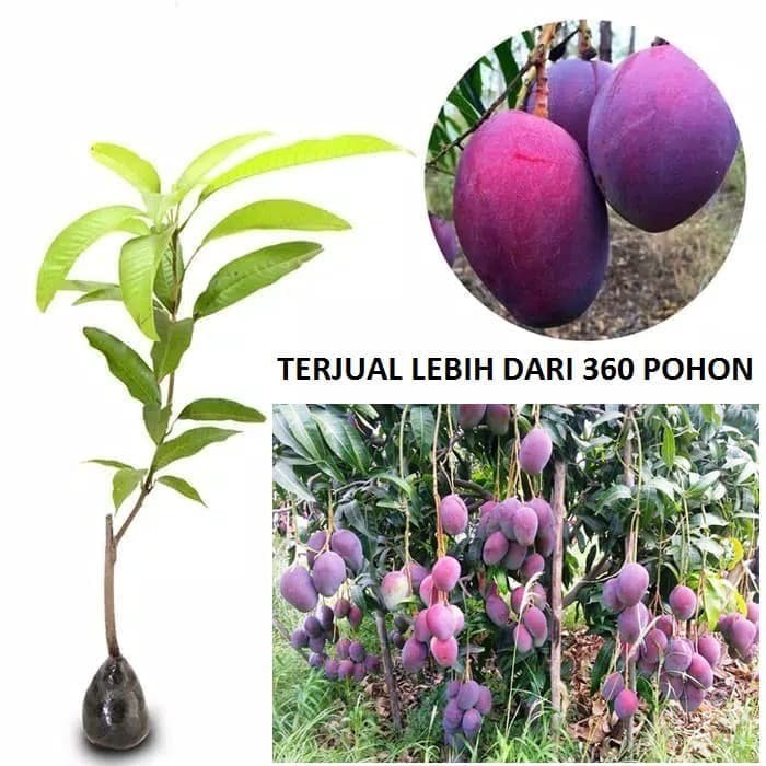 Jual Bibit Mangga Irwin Mangga Erwin Mangga Ungu Pohon Mangga Irwin