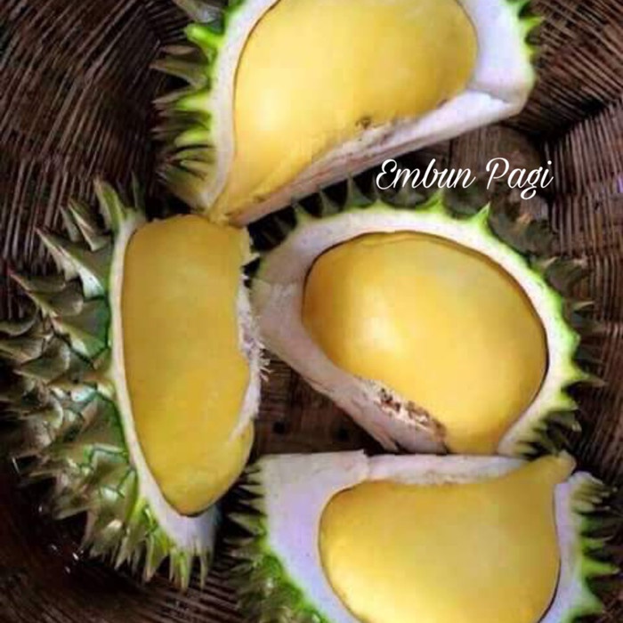 Jual THE BEST Bibit Tanaman Buah Durian Karatungan Durian Merah Durian