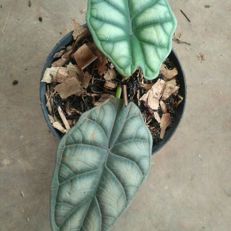 Jual Alocasia Dragon Scale Tanaman Hias Dragon Scale Shopee Indonesia