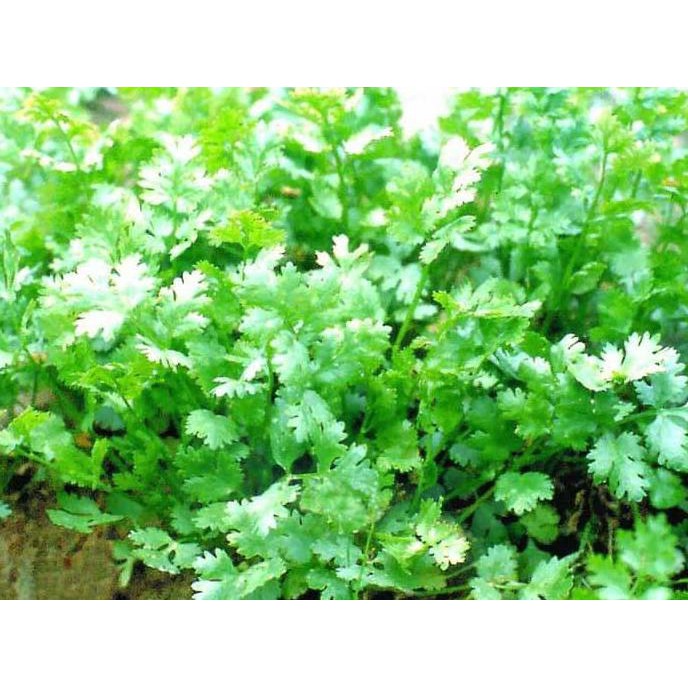 Jual Dapatkan Benih Biji Bibit Sayuran Ketumbar Coriander Favor