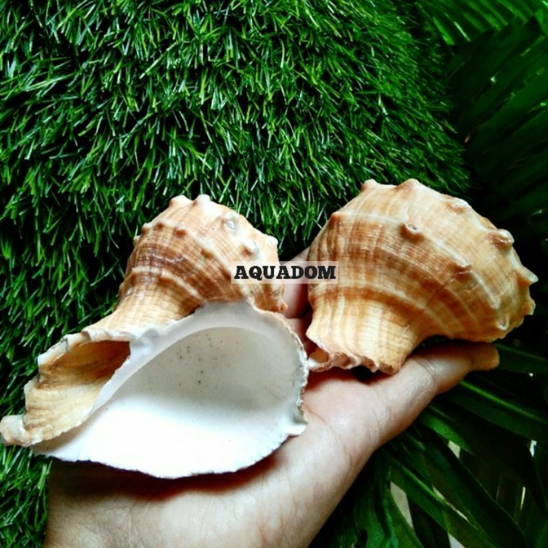 Jual Cangkang Kerang Siput Laut Rapana Rapiformis Kelomang Besar