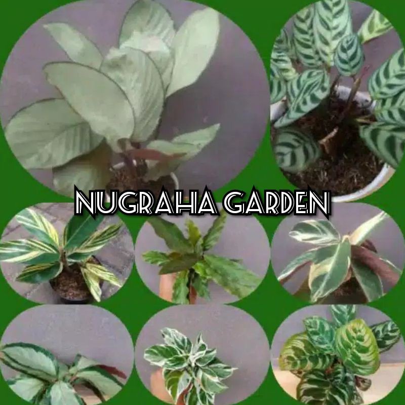 Jual Paket Murah Calathea 8 Jenis Shopee Indonesia