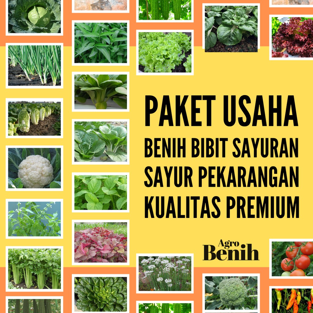 Jual PAKET USAHA Bibit Sayuran Hidroponik Benih Sayuran Kangkung Selada