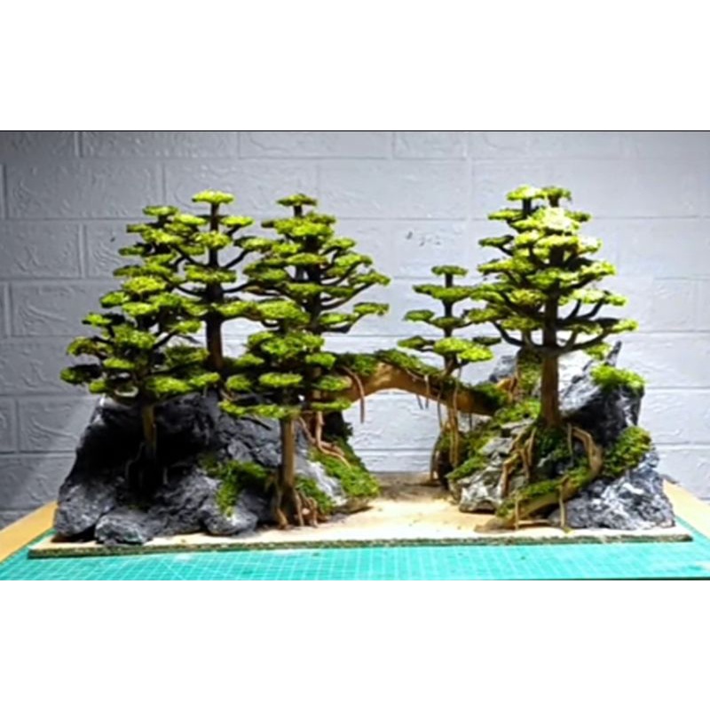 Jual Bonsai Pohon Pinus Cemara Aquascape Aquarium Sudah Terpasang Moss