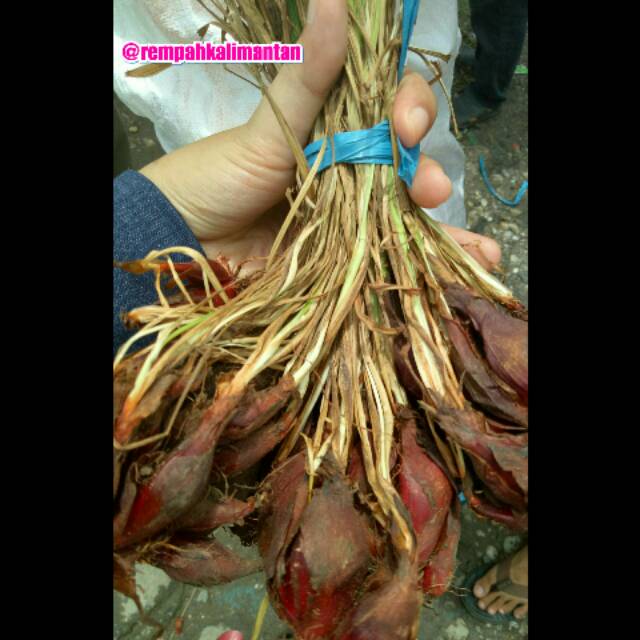 Jual BAWANG DAYAK SEGAR 1KG ASLI KALIMANTAN Shopee Indonesia