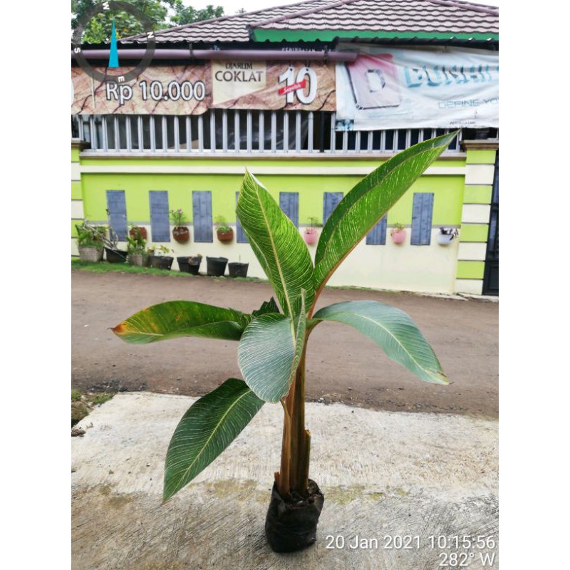 Jual Tanaman Hias Pisang Variegata Batik Kana Varigata Shopee Indonesia