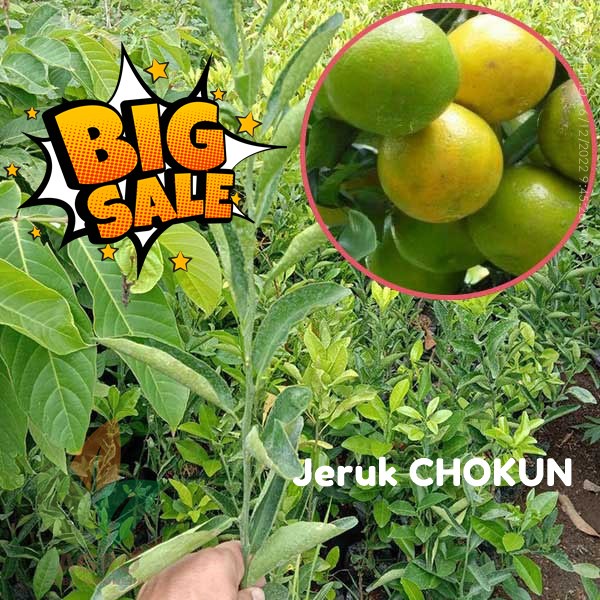 Jual Bibit Jeruk Chokun Madu Super Manis Shopee Indonesia