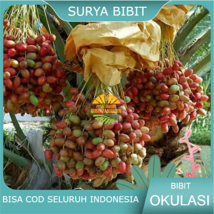 Jual Bibit Kurma Merah Kurma Ajwa Terbukti Berbuah Di Indonesia