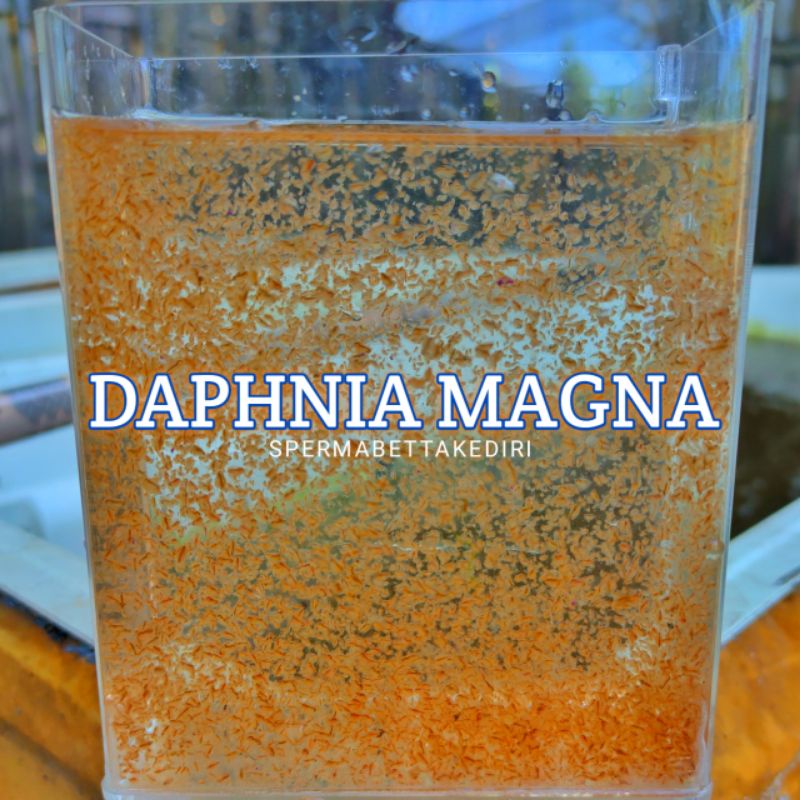 Jual Daphnia Magna Kutu Air Raksasa Pakan Alami Ikan Hias Shopee