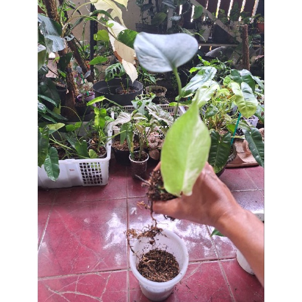 Jual Monstera Variegata Holand 1 Daun Pancing 1 Daun Aktif Shopee