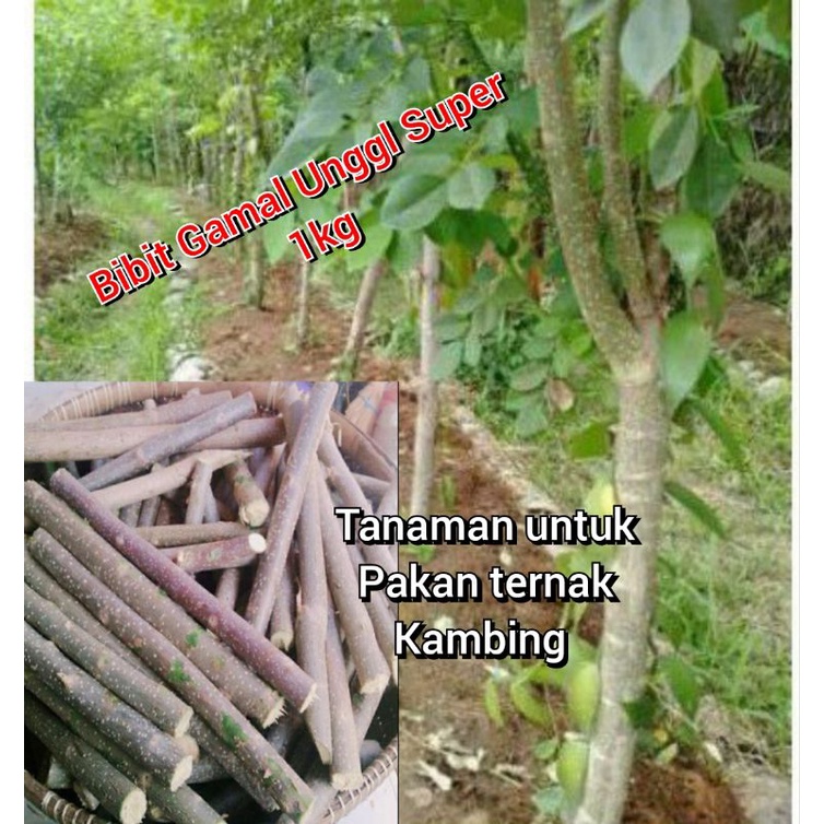 Jual Bibit Batang Pohon Gamal Kg Shopee Indonesia