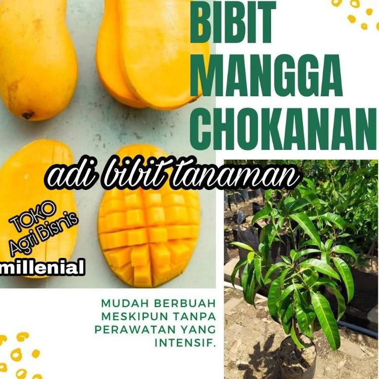 Jual Best Produk Bibit Mangga Chokanan Okulasi Genjah 1th Buah Terbaru