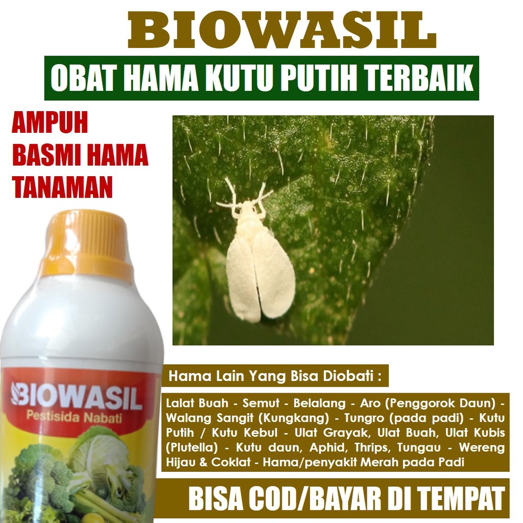 Jual 500 ML Biowasil Obat Hama Cabuk Putih Kutu Putih Pada Cabe