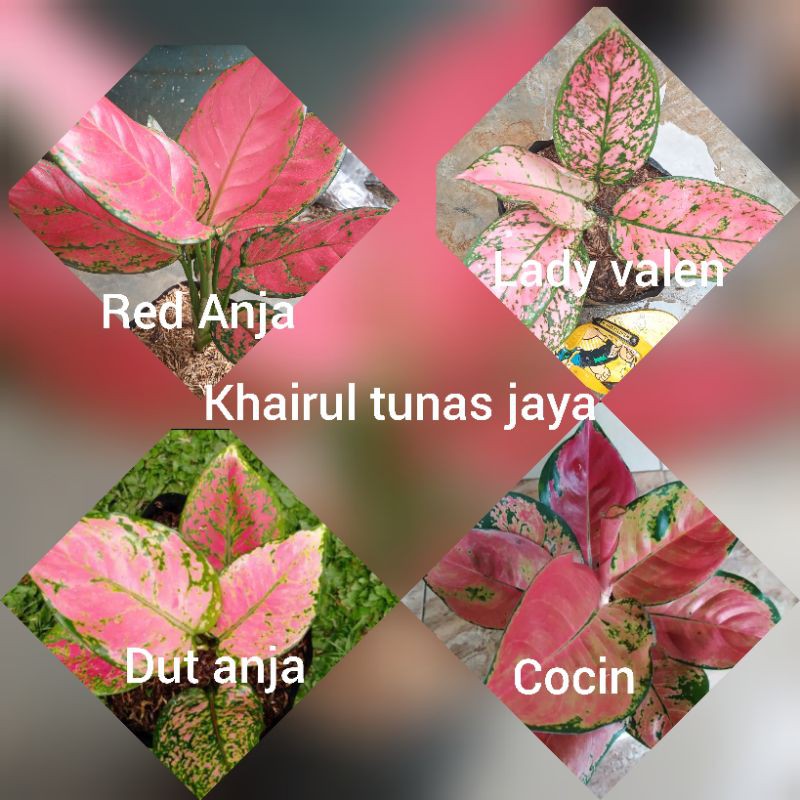 Jual Paket Jenis Bunga Aglonema Indoor Berisi Red Anja Dut Anja Lady