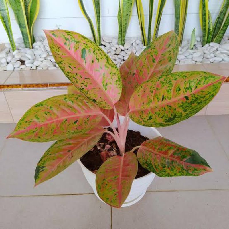 Jual Tanaman Hias Aglonema Bigroy Remaja Murah Aglaonema Big Roy