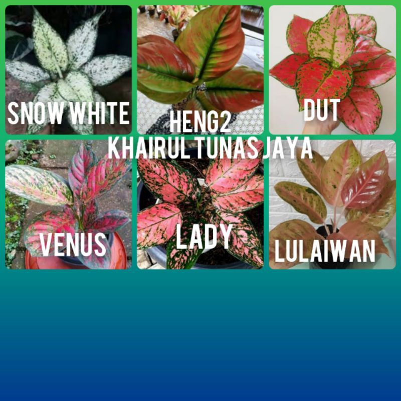 Jual Paket Murce Jenis Bunga Aglonema Indoor Istimewa Dut Lady