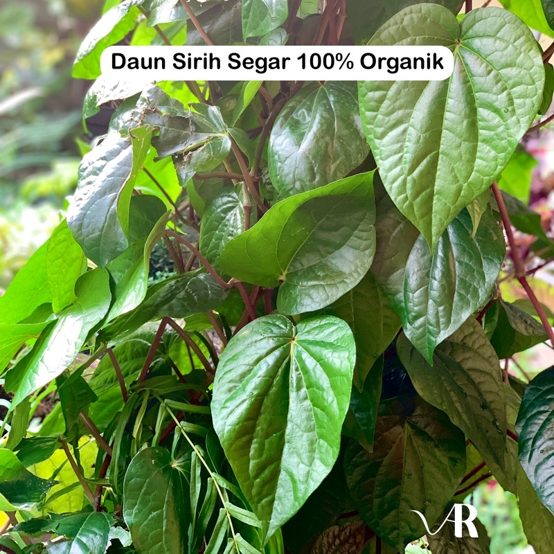 Jual Daun Sirih Segar 100 Organik Shopee Indonesia