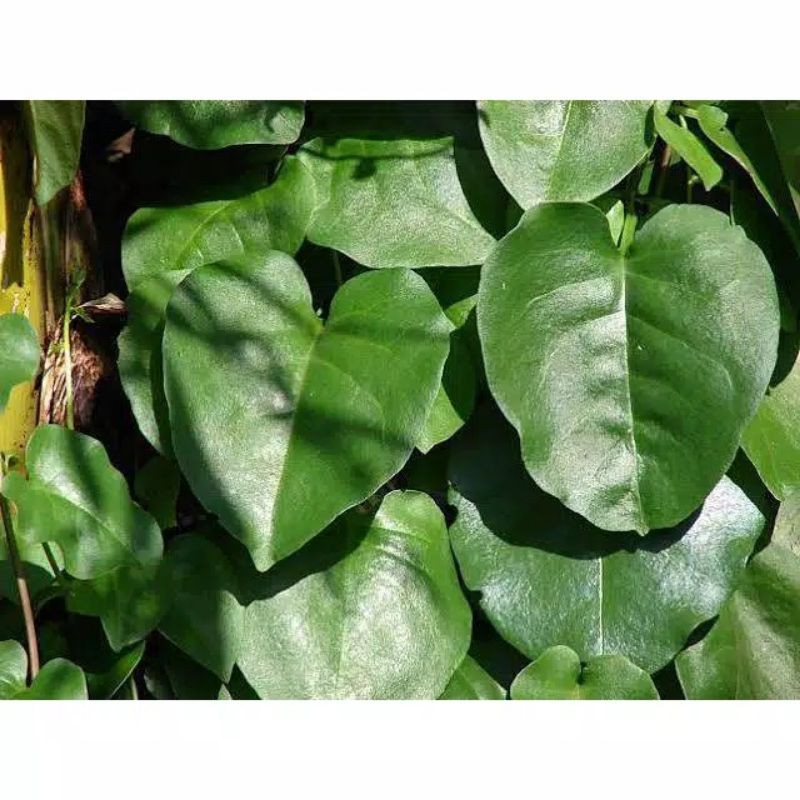 Jual Daun Binahong Merah Per Lembar Dan Hijau Segar Heartleaf