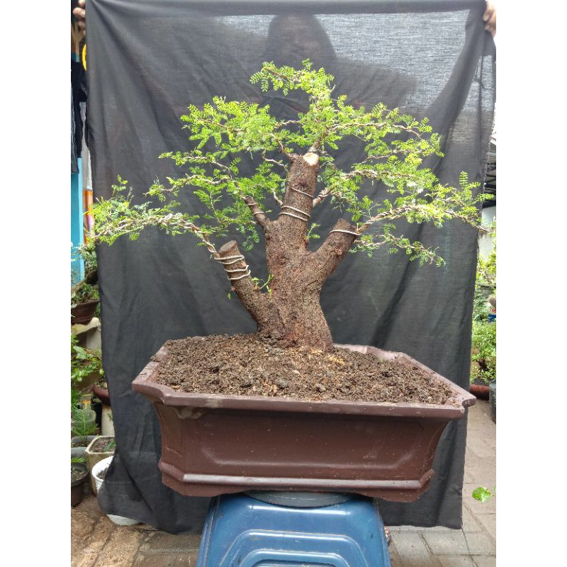 Jual Bonsai Klampis Ireng Bonsai Arabika Prospek Shopee Indonesia