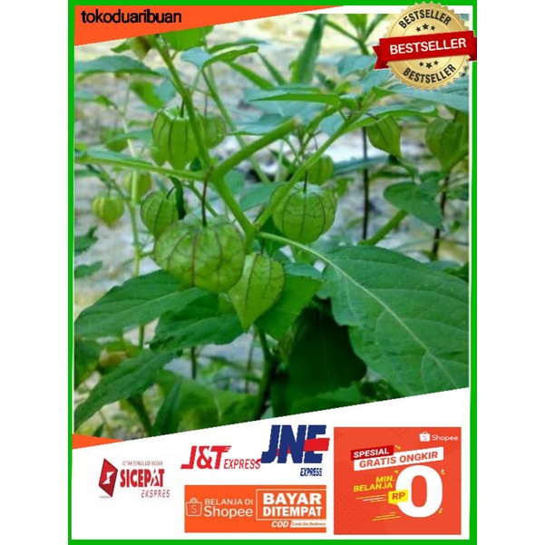 Jual Bibit Tanaman Herbal Ciplukan Cecendet Beli Gratis