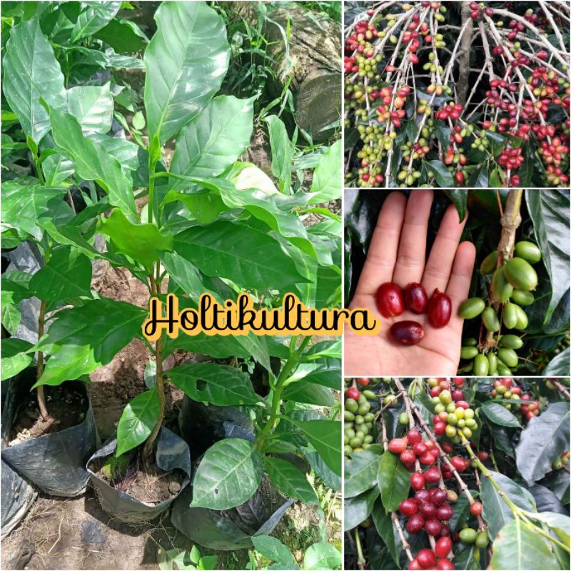 Jual Bibit Tanaman Kopi Robusta Holtikultura Tanaman Isi 3 Bibit