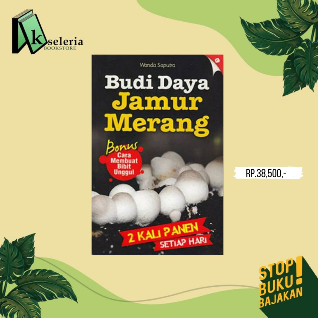 Jual BUDI DAYA JAMUR MERANG 2 KALI PANEN SETIAP HARI Shopee Indonesia