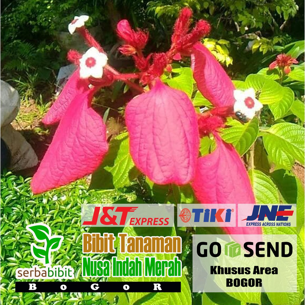 Jual Bibit Bunga Nusa Indah Merah Tanaman Pohon Hias Outdoor