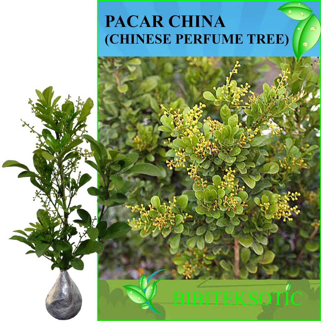 Jual Tanaman Pacar China Chinese Perfume Tree Tinggi Cm