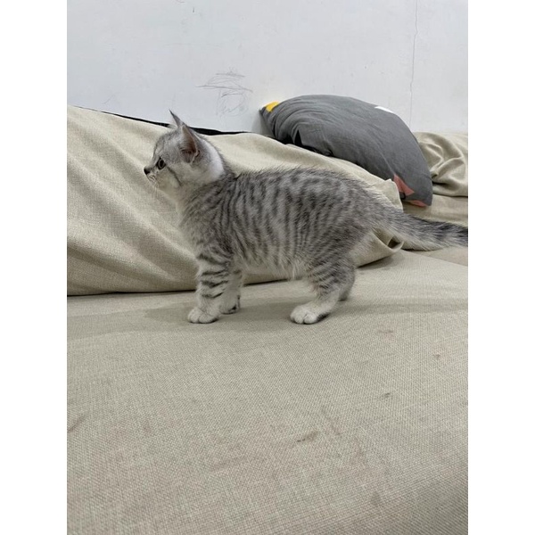 Jual Kucing Kitten Bsh Non Ped British Short Hair Pure Shopee