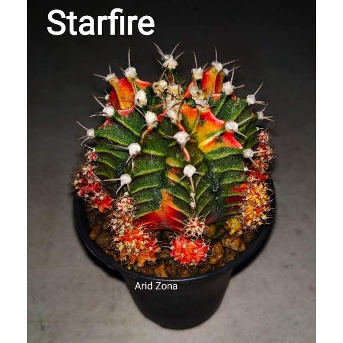 Jual Starfire Gymno Starfire Gymnocalycium Mihanovichii Starfire