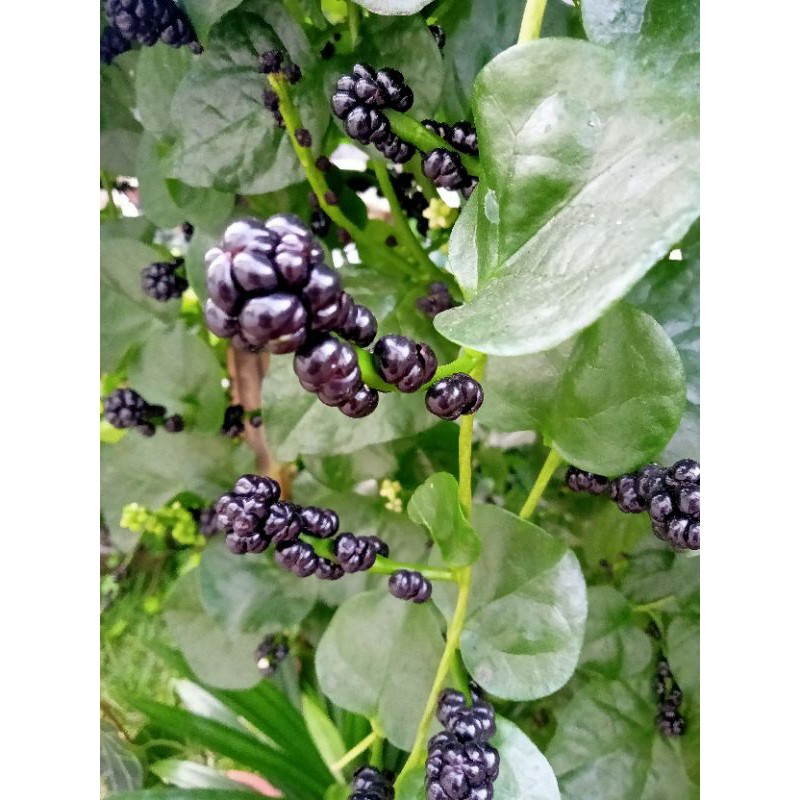 Jual Buah Angkung Segar Obat Setroke Dan Radang Otak Alami Shopee