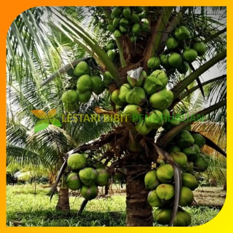 Jual Bibit Kelapa Hibrida Hijau Super Genjah Shopee Indonesia